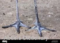 pedigree breeding